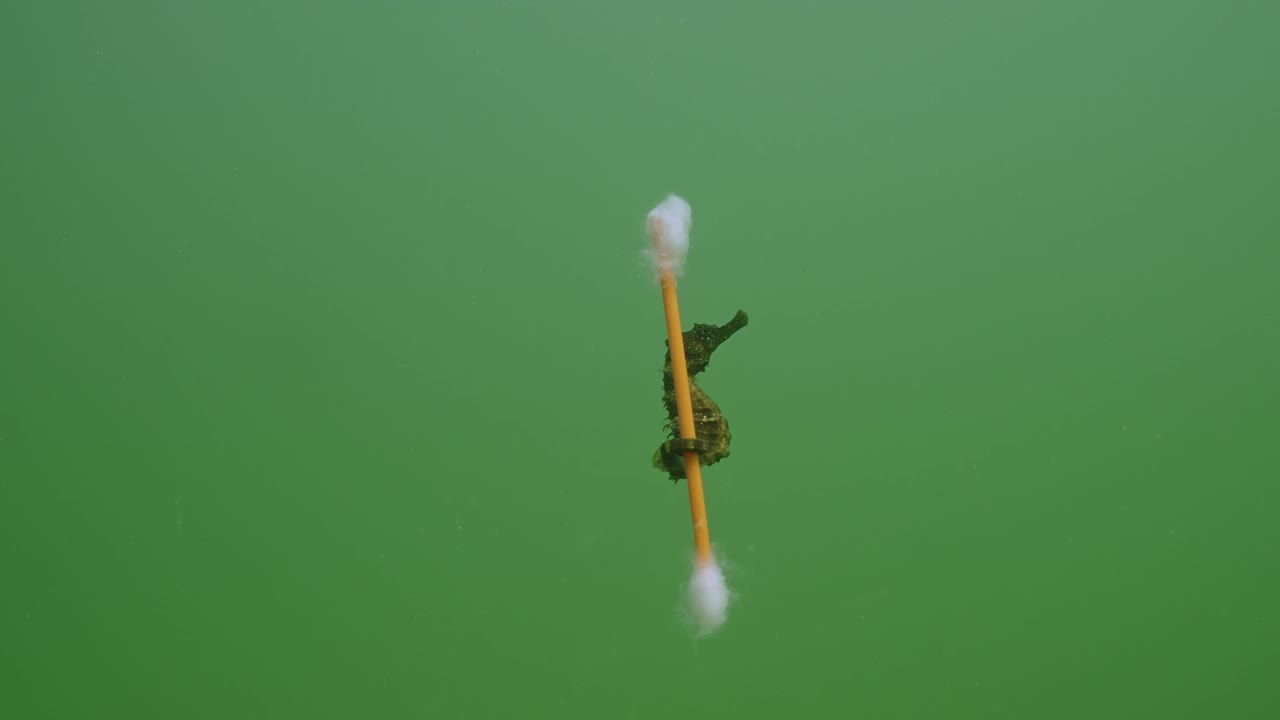 海马的近照，它的尾巴缠在耳朵的棉签上，在公海上旅行视频素材