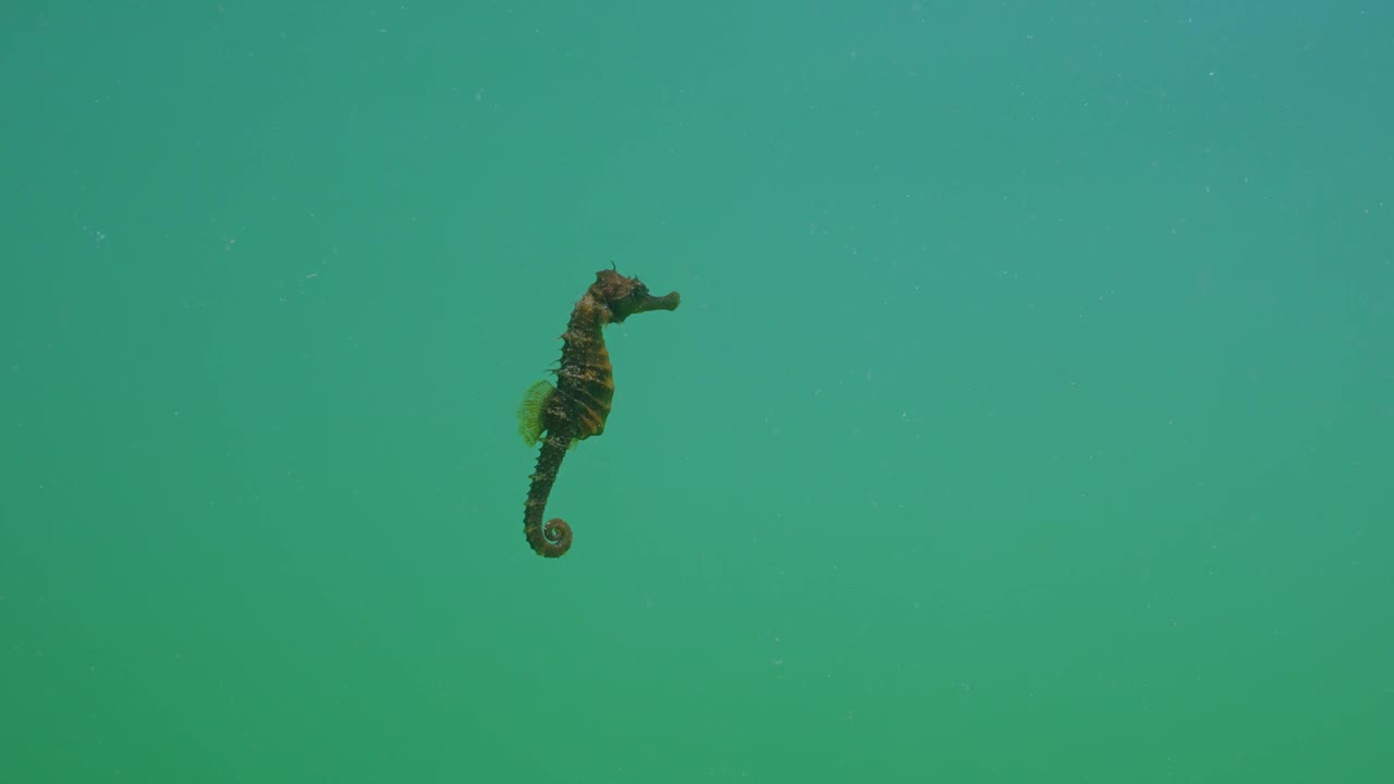 长鼻海马(海马guttulatus)在水柱中游泳视频素材