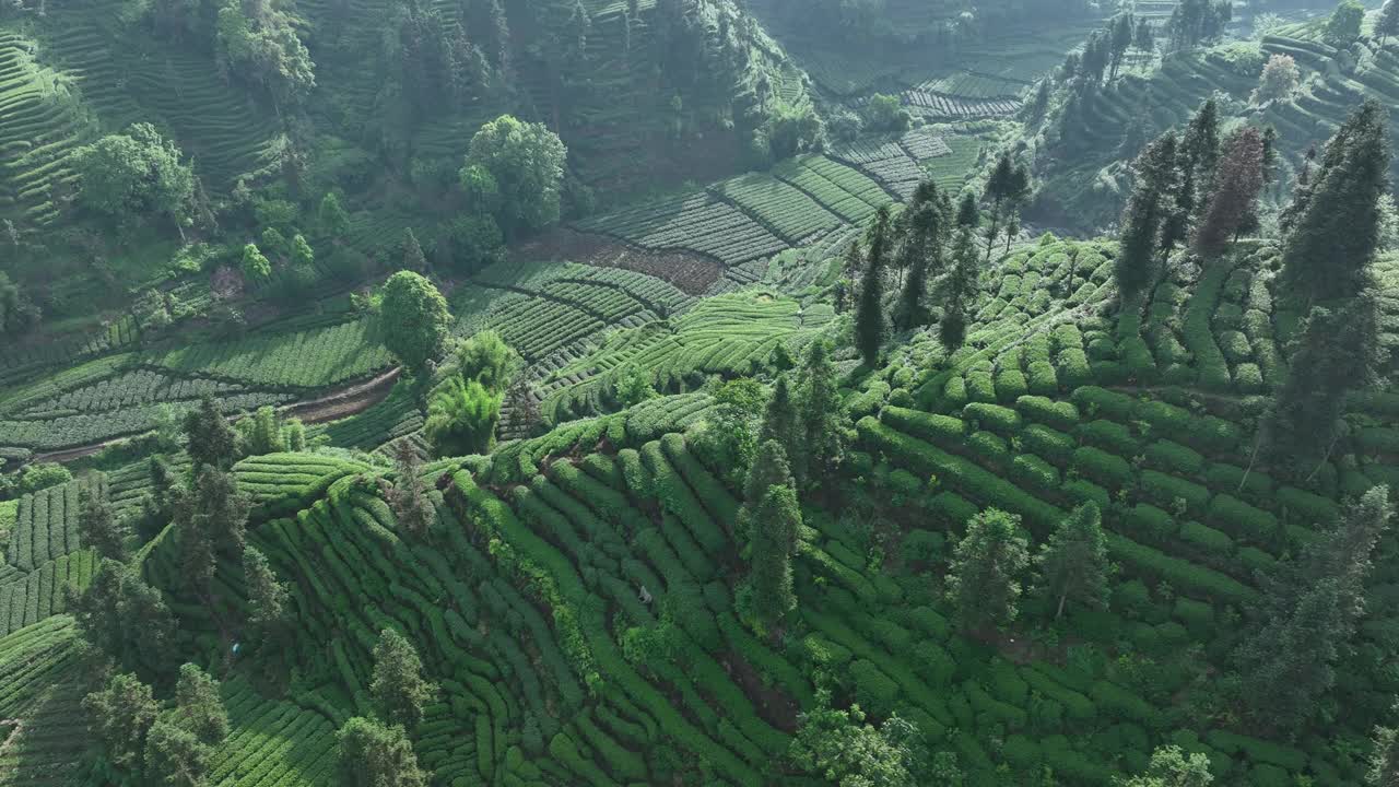 航拍中国茶园景观视频素材