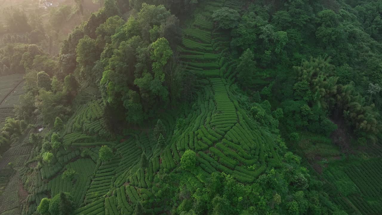 中国茶园景观的航拍画面视频下载