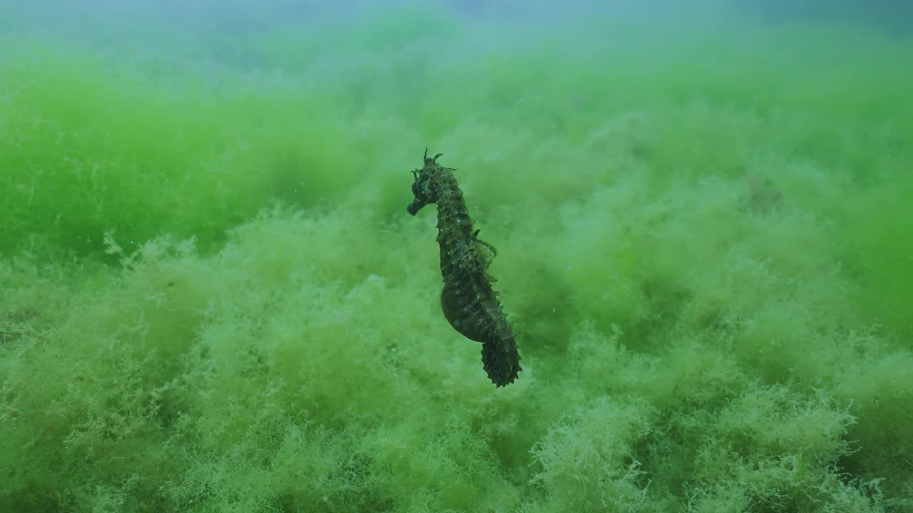 怀孕的雄性海马在布满绿藻的海床上充满活力地游泳视频素材