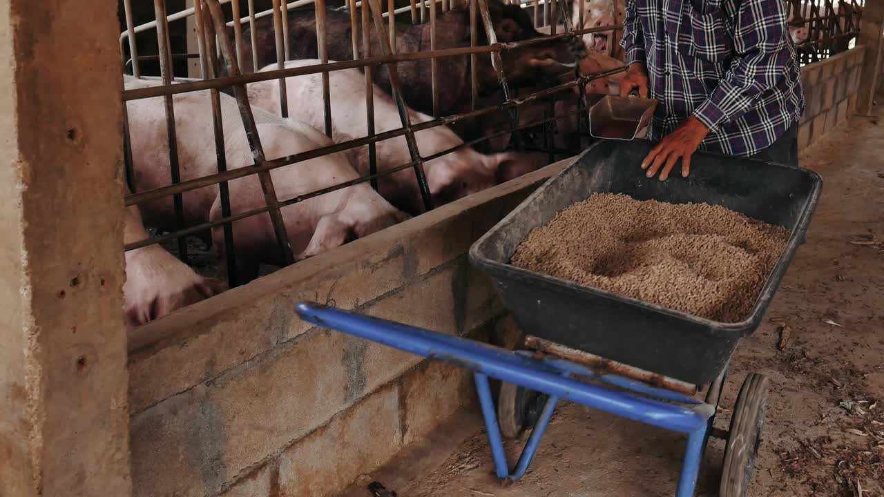 养猪户正在给养猪场喂食。在农村养猪场饲养牲畜的男性农民。视频素材