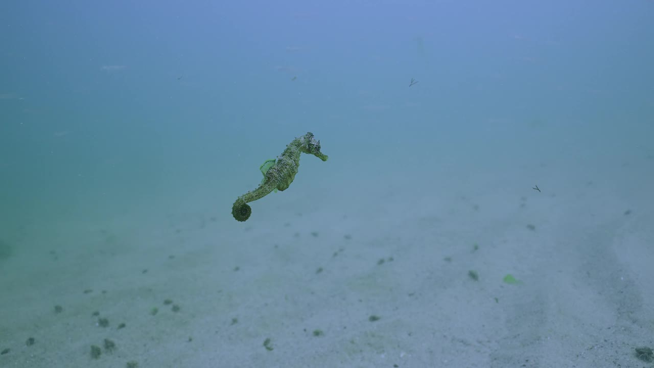 海马游过沙底，漂浮在众多寄居蟹之上视频素材