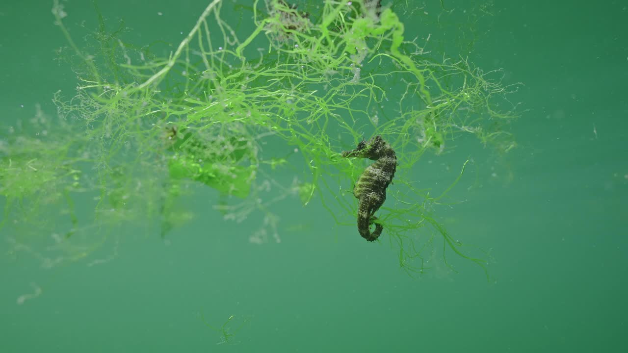 海马在绿藻上漂在水面上视频素材