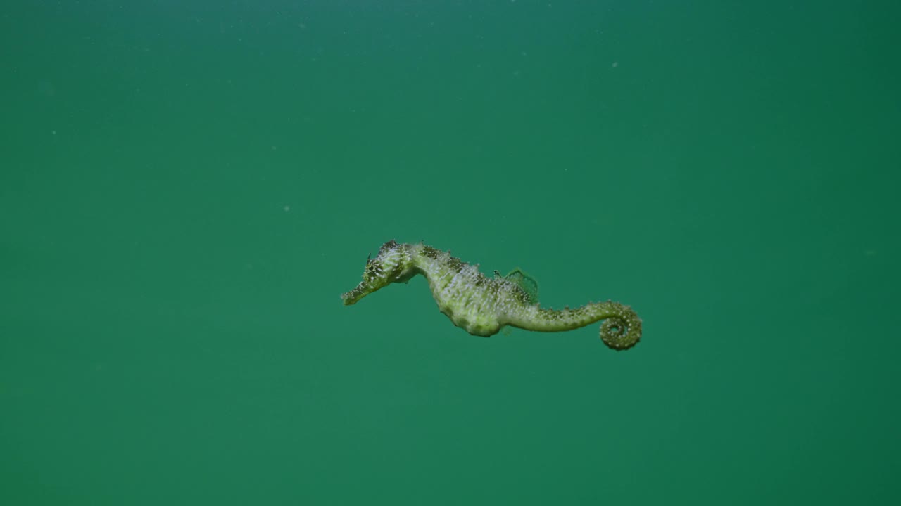 长鼻海马在阳光下的水柱中游泳视频下载