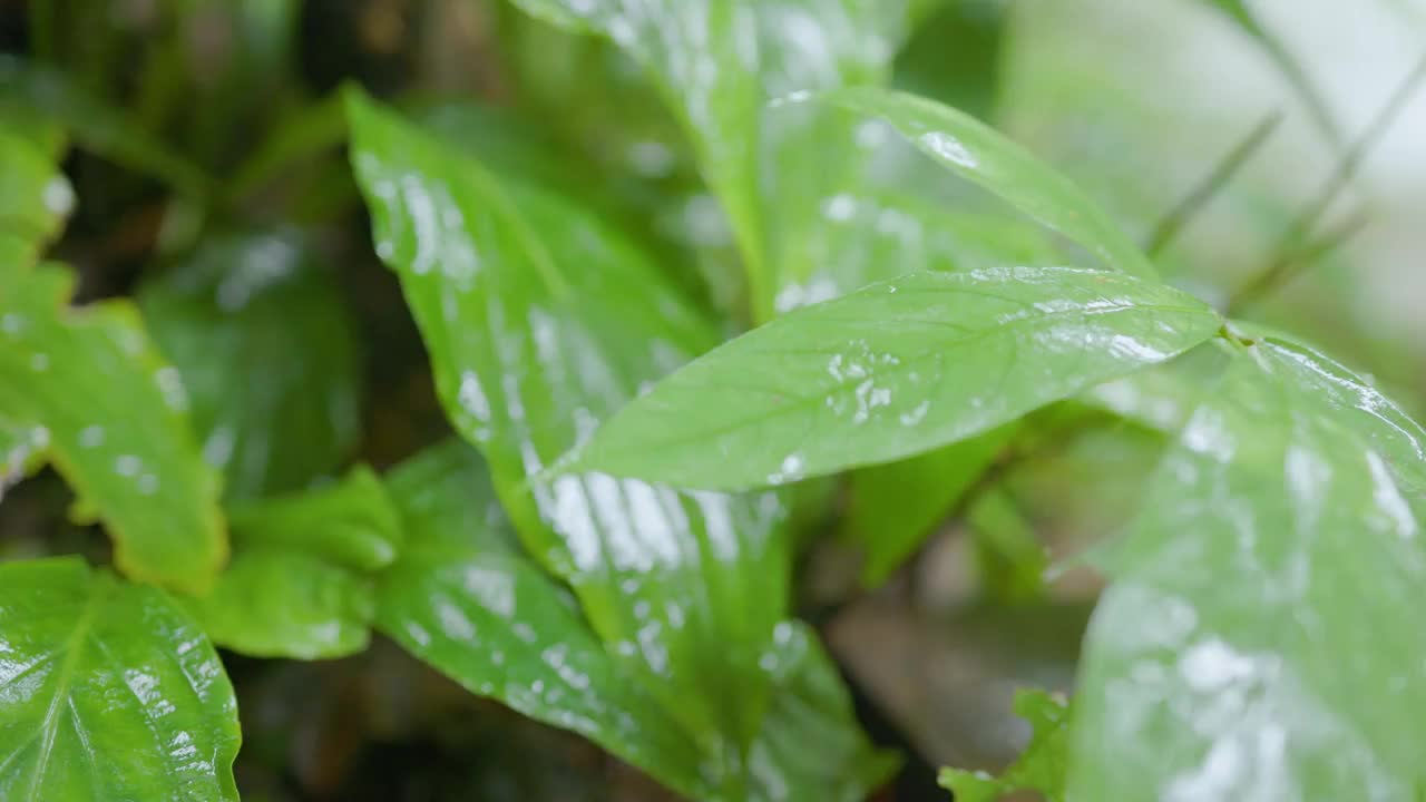 雨林中的瀑布。视频素材