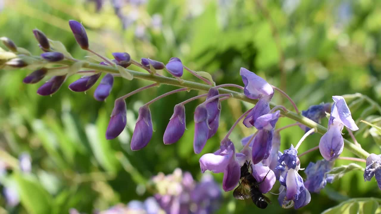 蜜蜂视频素材