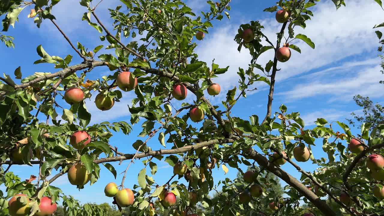 树上的苹果视频素材