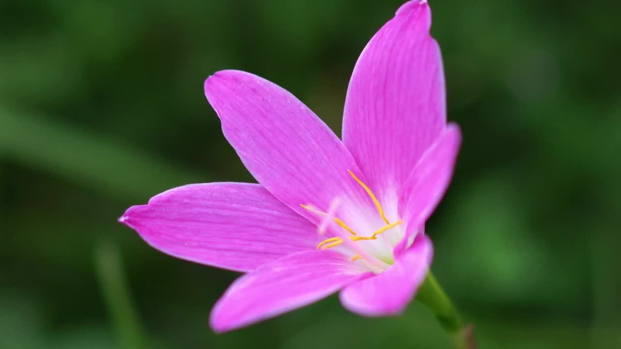 粉红色的雨百合在风中飘动的特写视频素材