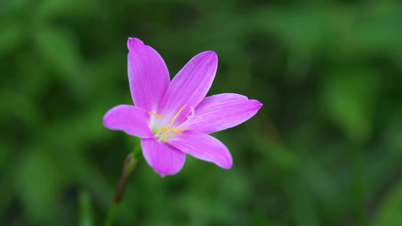 粉红色的雨百合在风中缓缓飘动视频素材