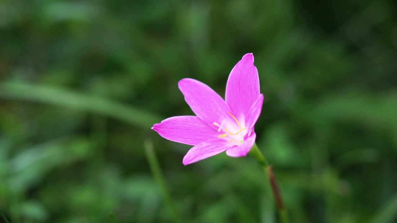 粉红的雨百合花在风中缓缓飘动视频下载