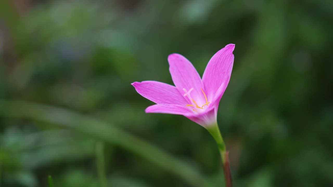 粉红色的雨百合在风中飞舞视频素材