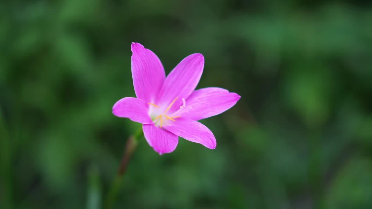 粉红色的雨百合在风中飞舞视频下载