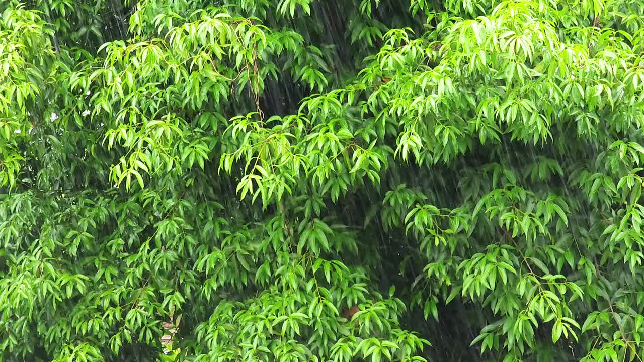 大雨落在绿树上，雨季来临视频下载