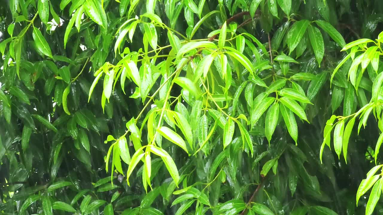 大雨落在绿叶上，雨季来临视频素材