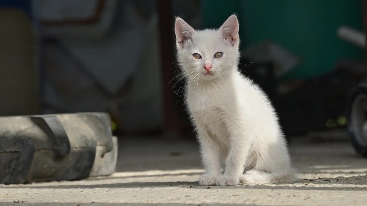 小的白色流浪猫看着镜头视频下载