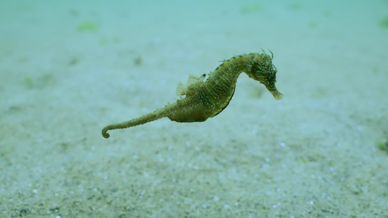 怀孕的雄性海马缓慢地游过沙底，慢动作视频素材