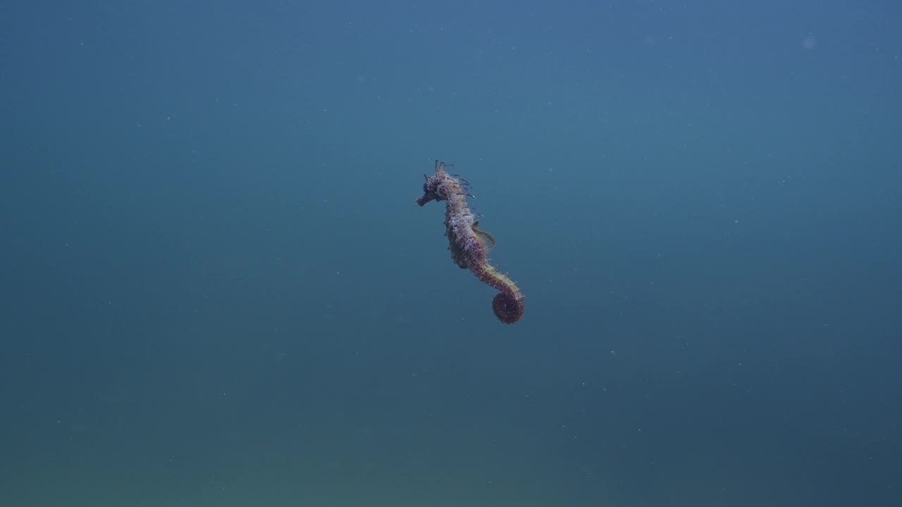 跟随海马在水柱中缓慢游动的镜头视频素材