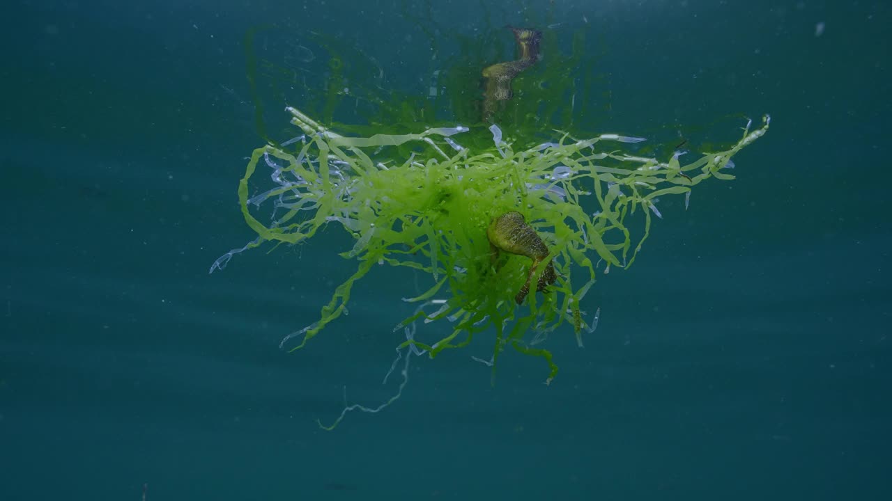 海马在水面上行进，它的尾巴夹在风暴肆虐的绿藻Ulva中视频素材