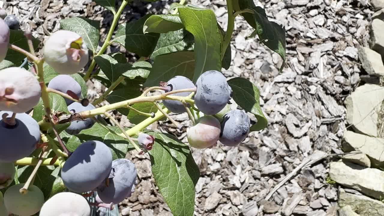 在花园里采摘的新鲜蓝莓。视频下载