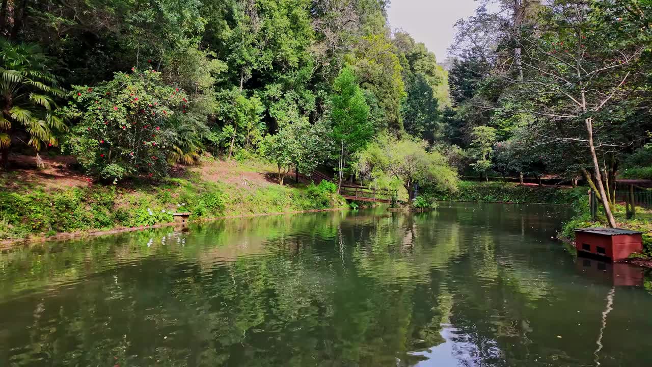 大湖，大湖在古森林的布萨科国家森林，在卢索，阿威罗在葡萄牙视频素材