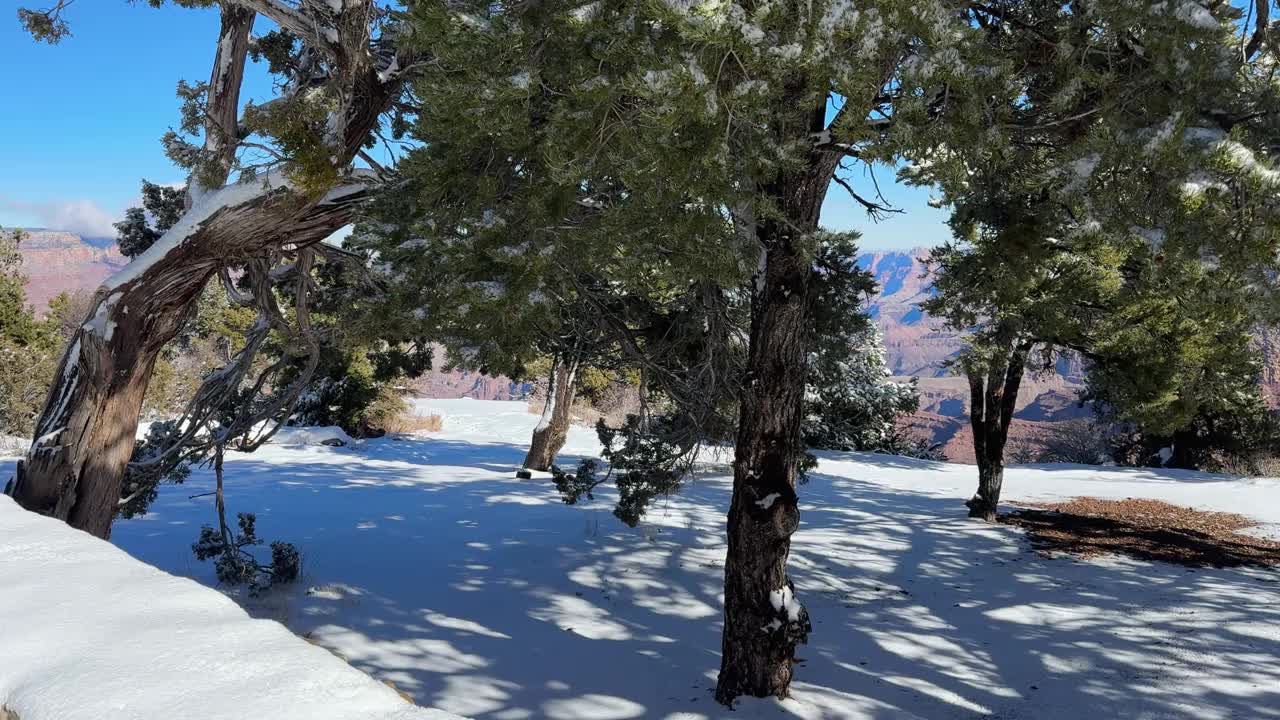 大峡谷南缘Grandview Trailhead的积雪覆盖的树木视频下载