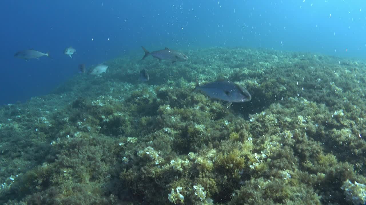 海洋生物——独自在地中海暗礁上游泳的杰克鱼视频下载