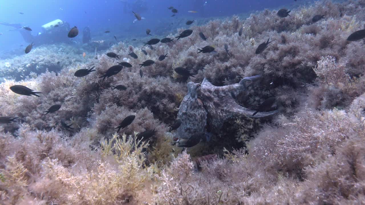 水下生物——章鱼在地中海暗礁中游泳视频下载