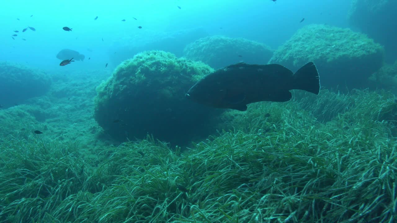 海洋生物-大石斑鱼在背光水下场景视频素材