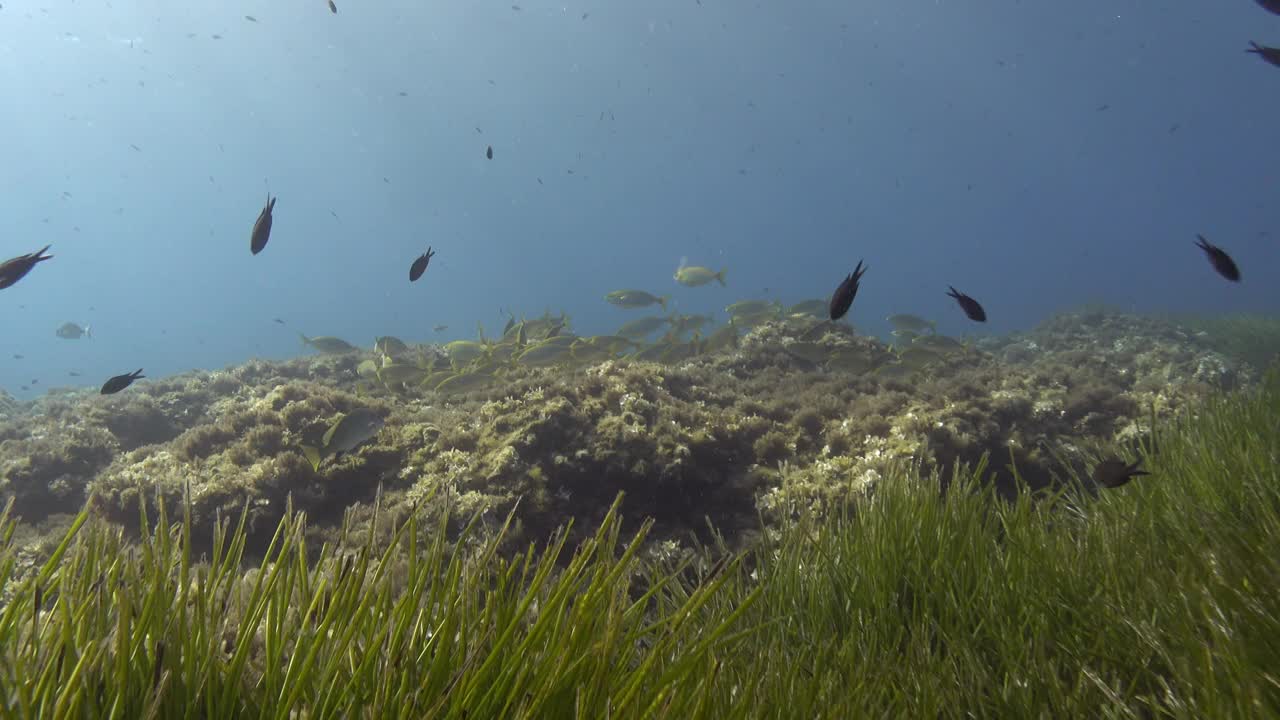 沙莱马鱼浅水浅滩-地中海海底生物视频下载