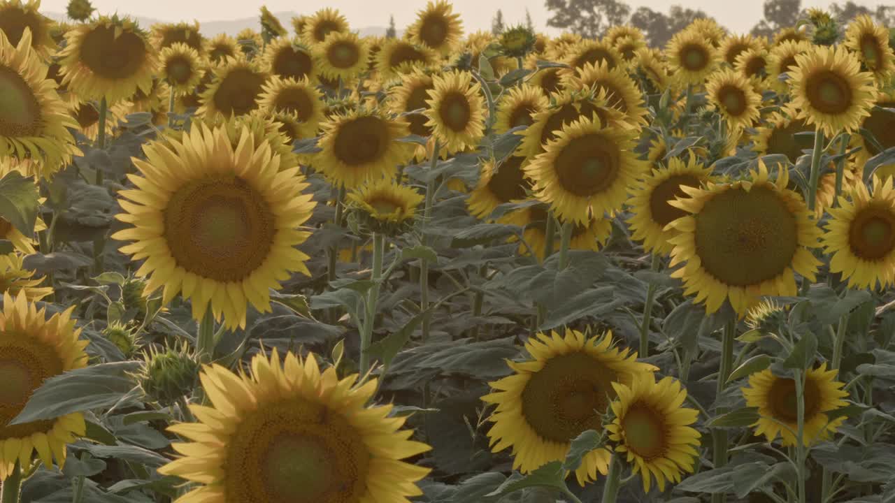 食用油向日葵在一个美丽的夏日田野视频素材