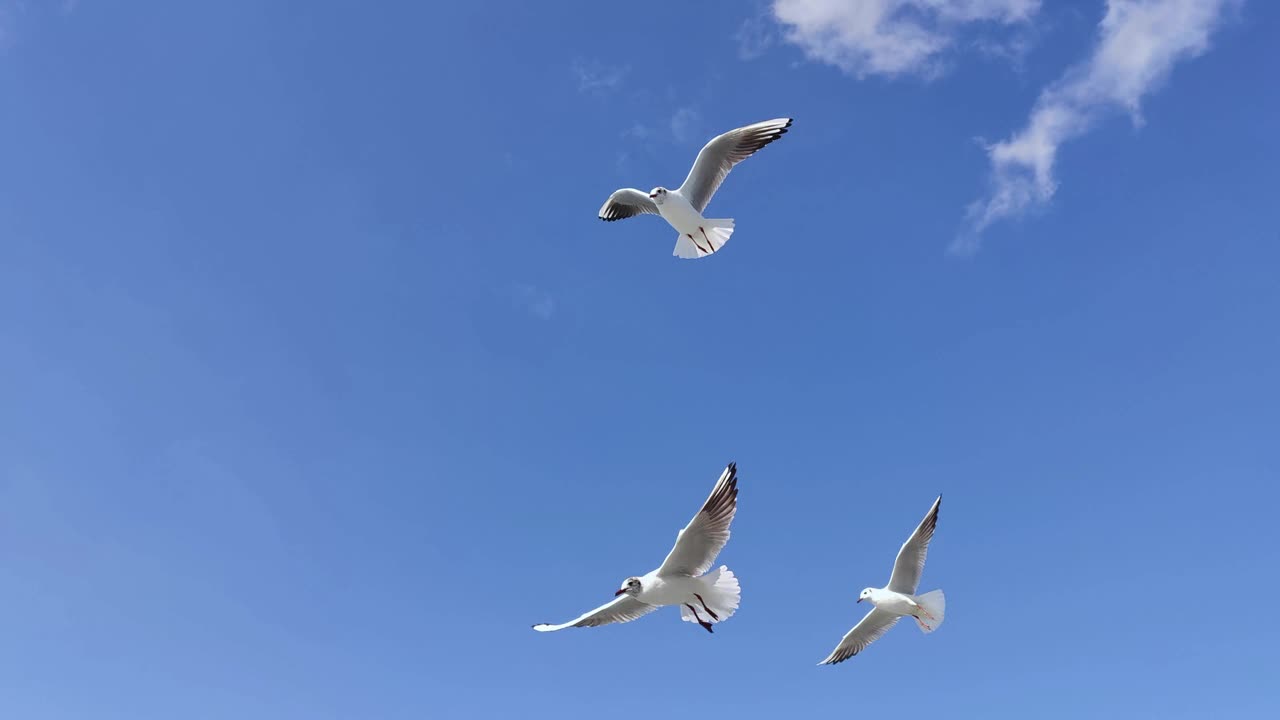 一群海鸥在天空中翱翔视频下载