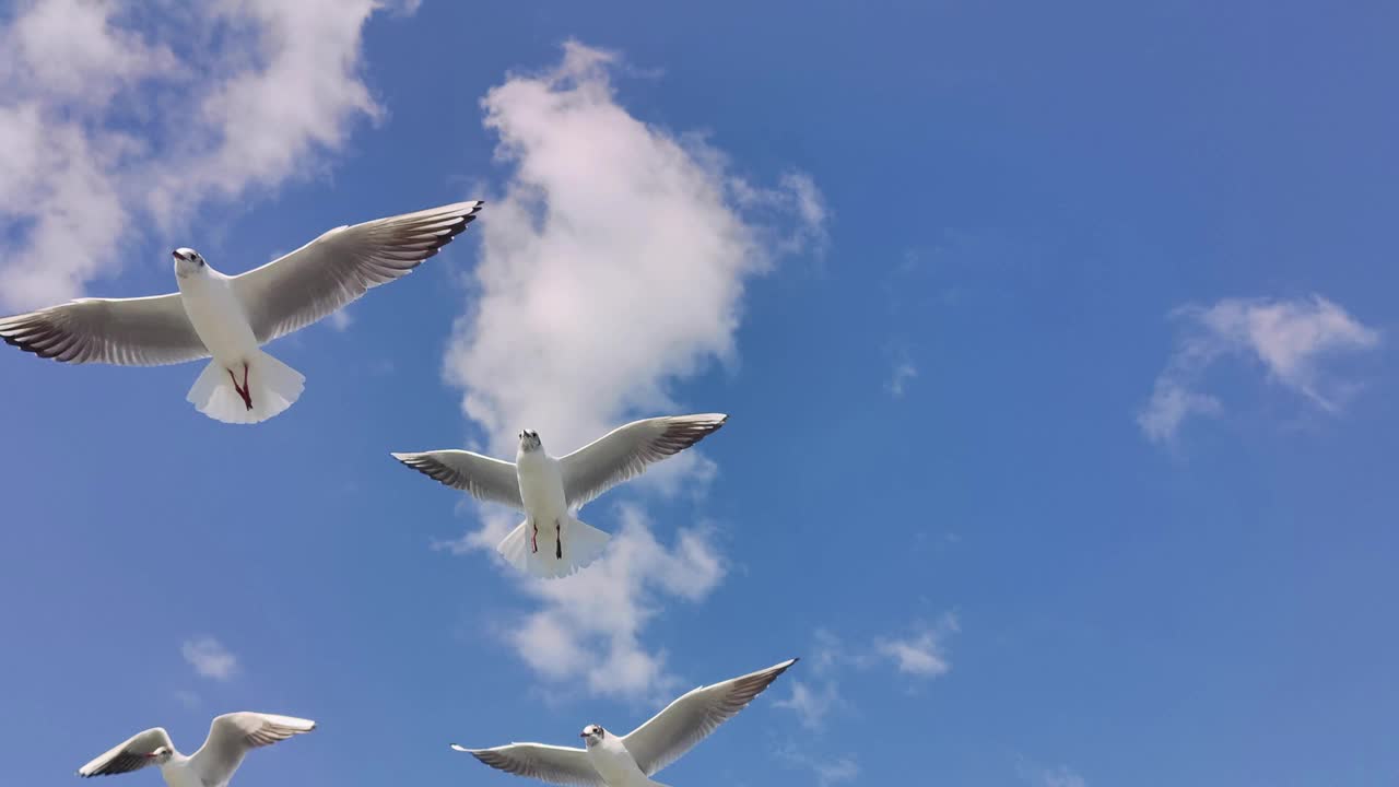 一群海鸥在天空中翱翔视频素材