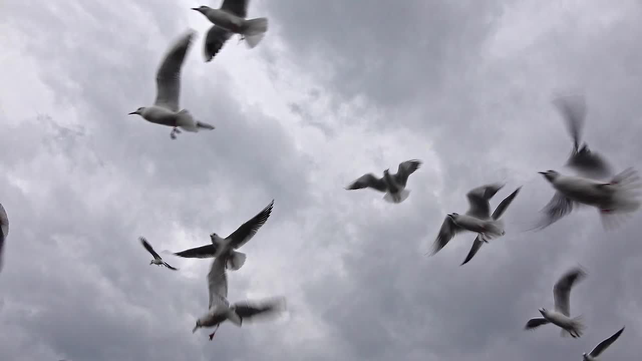 一群海鸥在天空中翱翔视频素材