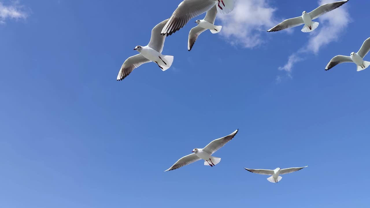 海鸥在晴朗多云的天空翱翔视频素材