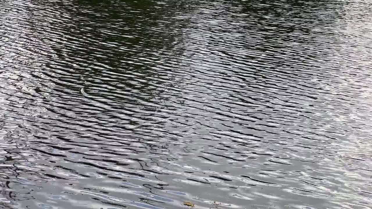 水面视频素材