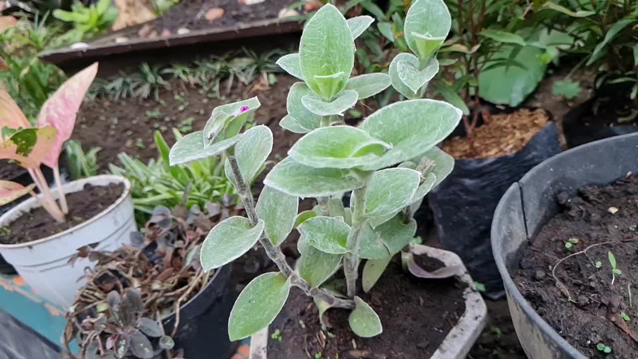 装饰植物视频素材