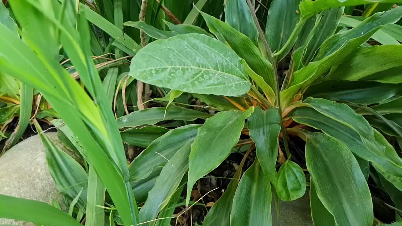 装饰植物视频下载