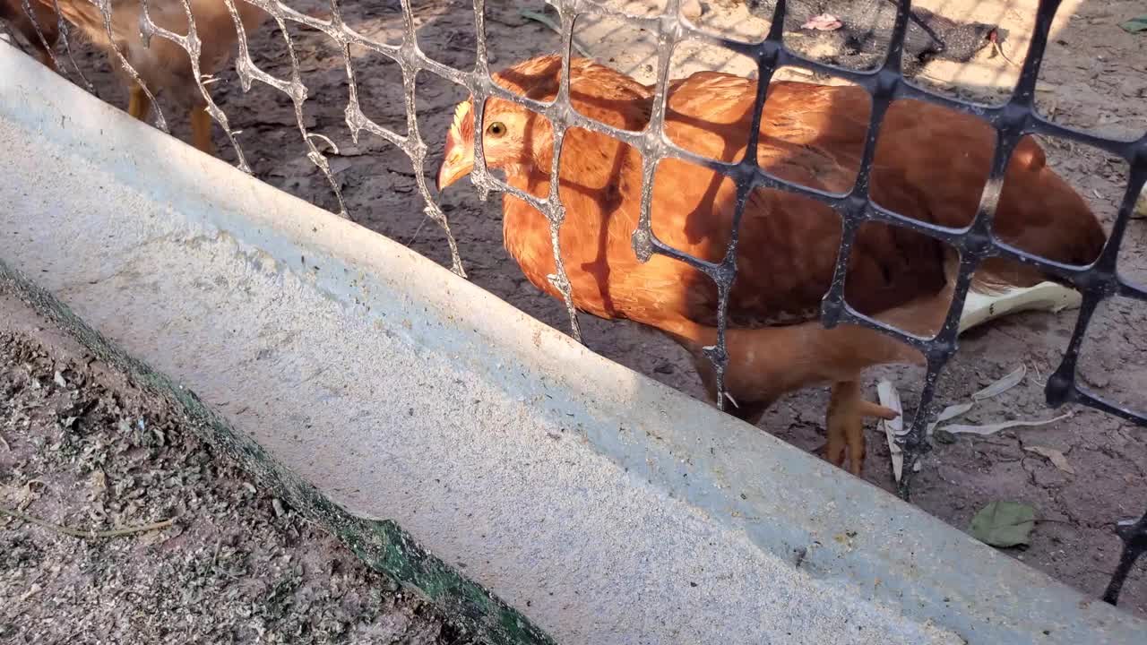 在农村院子里饲养的小鸡。视频素材