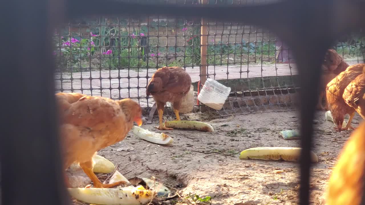 在农村院子里饲养的小鸡。视频素材