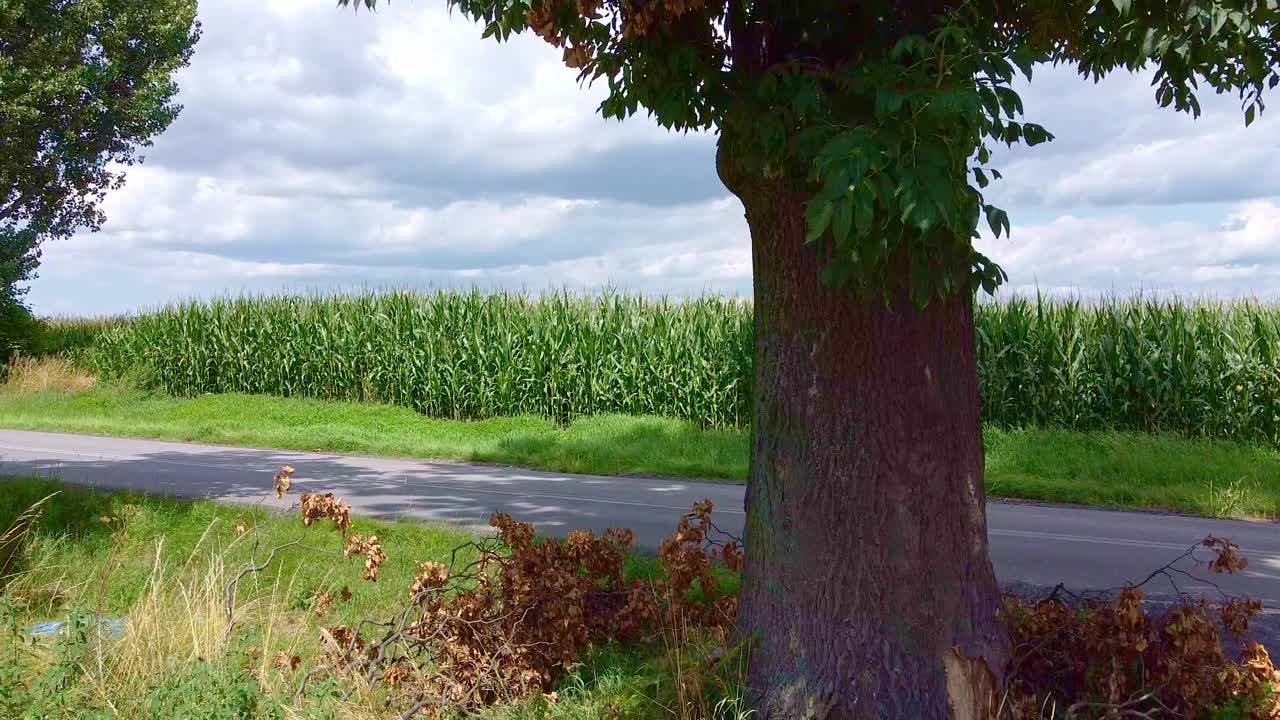 风景优美的乡村道路与大树和玉米地在阴天的理想的自然和农村景观版画视频下载