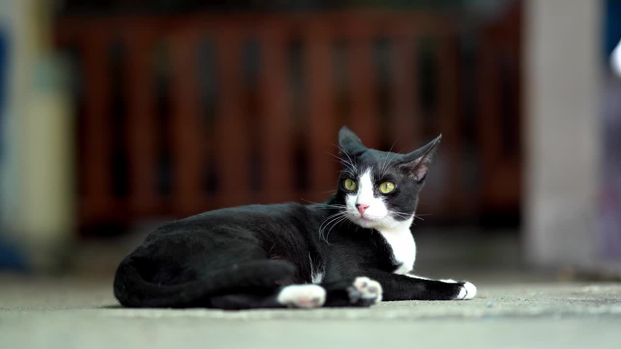 混凝土地板上躺着一只黑白相间的毛猫。视频下载