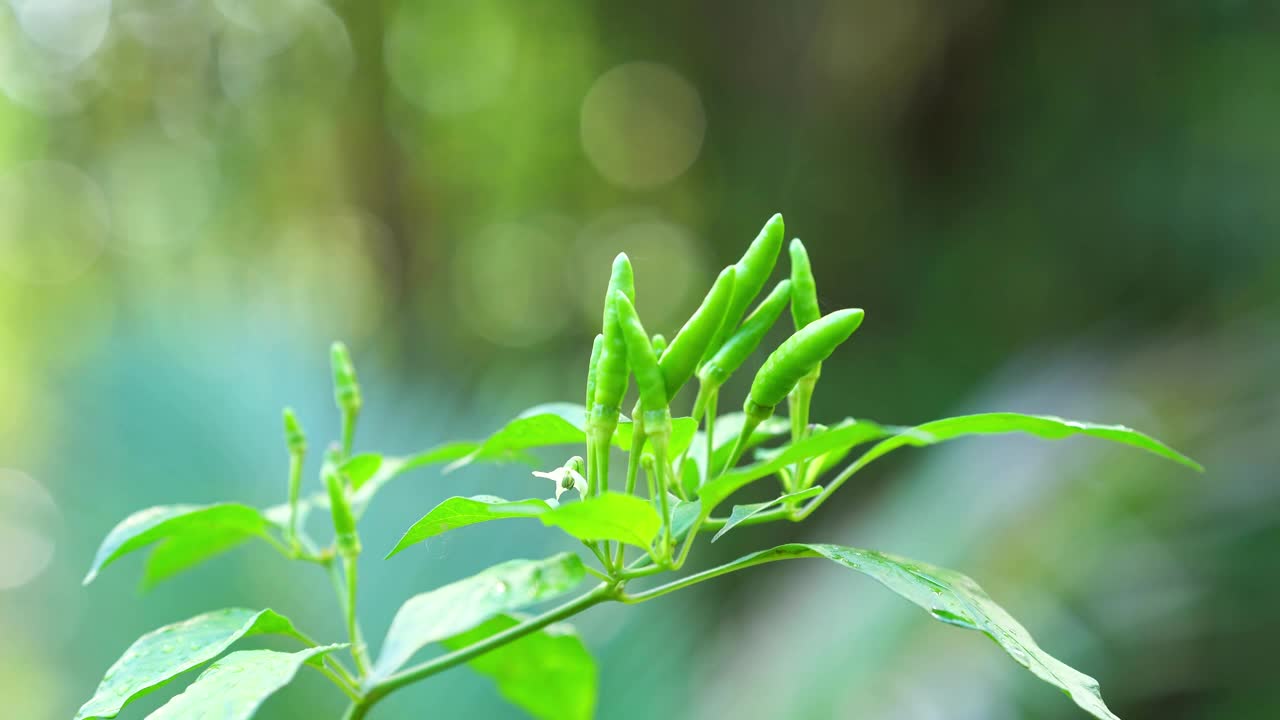 生机勃勃的绿色辣椒生长在植物上，周围是郁郁葱葱的叶子和柔和模糊的背景，象征着新鲜。视频下载