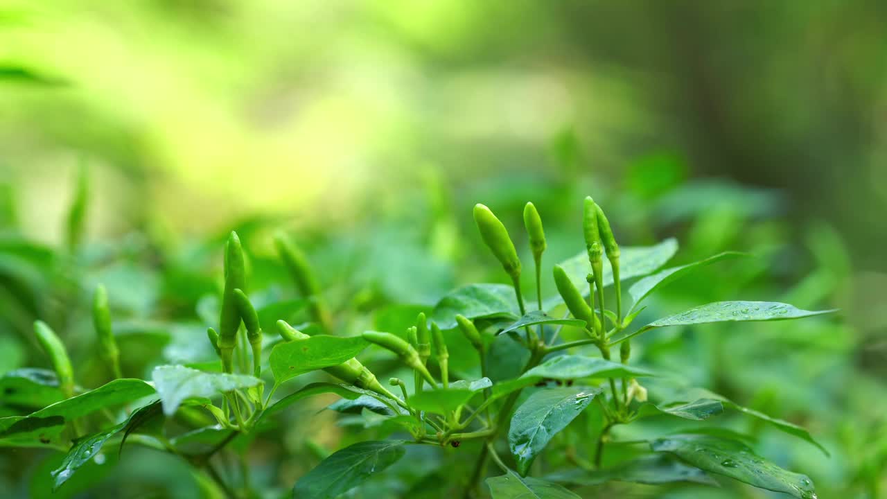 一个充满活力的绿色辣椒生长在郁郁葱葱的植物在宁静的户外环境的特写镜头。视频下载