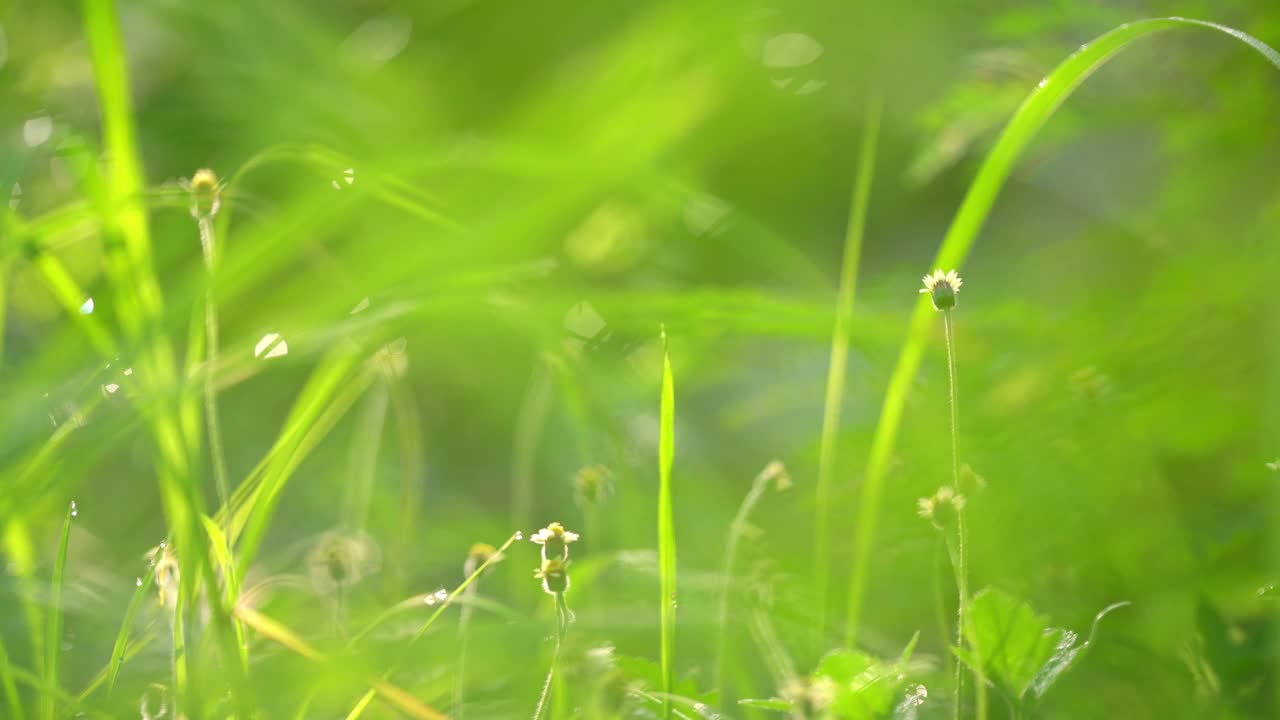 近距离拍摄葱郁的绿草和露珠，柔焦展现自然之美。视频下载