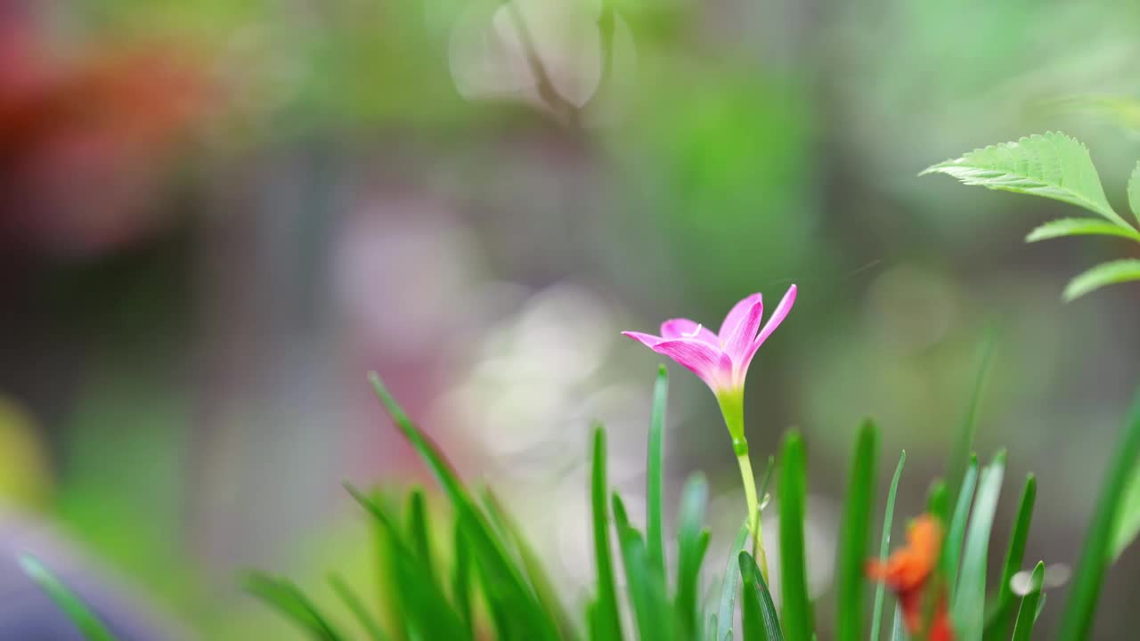 在郁郁葱葱的花园中盛开着一朵充满活力的粉红色花朵，周围环绕着柔软的绿色植物和模糊的彩色背景，唤起了宁静。视频下载