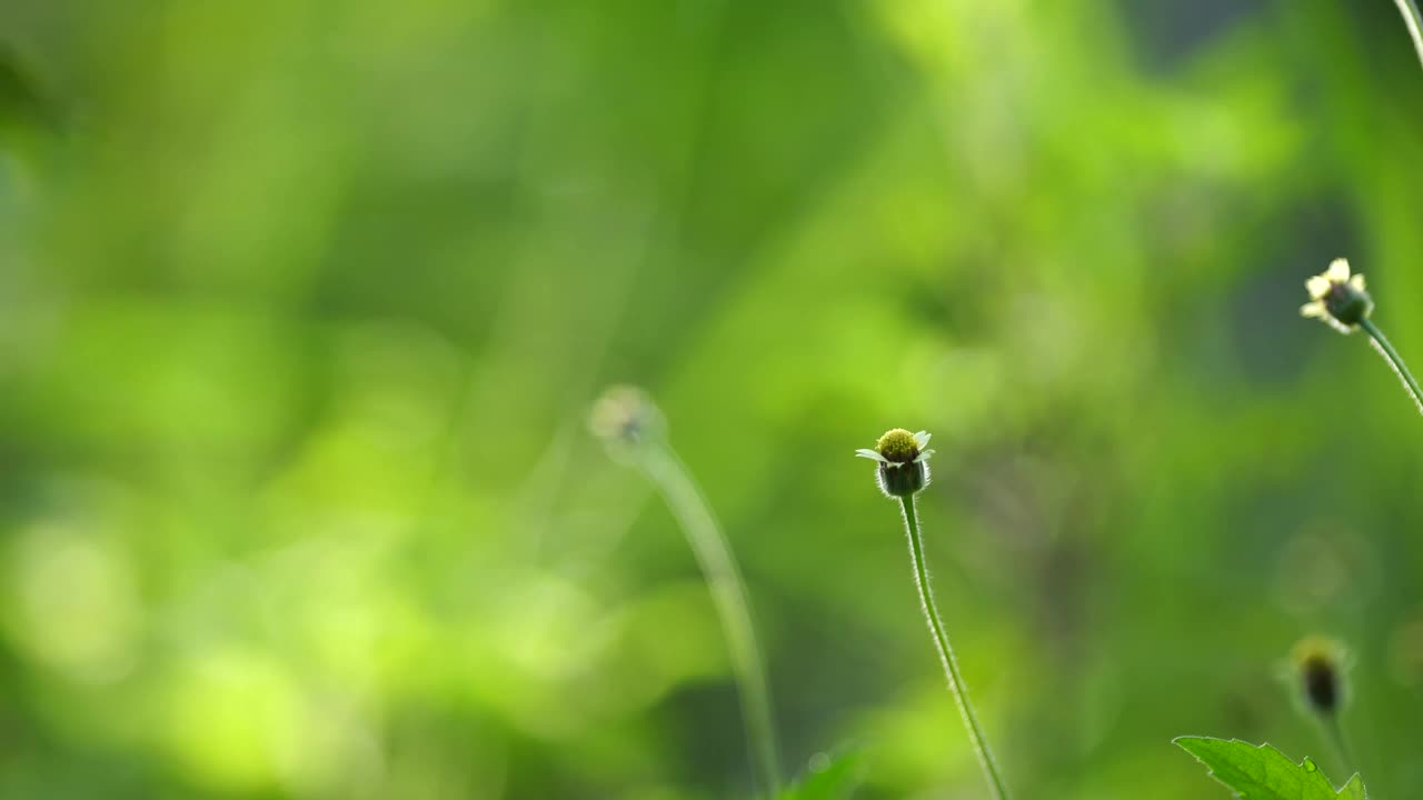 一个宁静的特写，精致的花朵装饰着郁郁葱葱的绿色背景，捕捉大自然的细节和宁静之美。视频下载