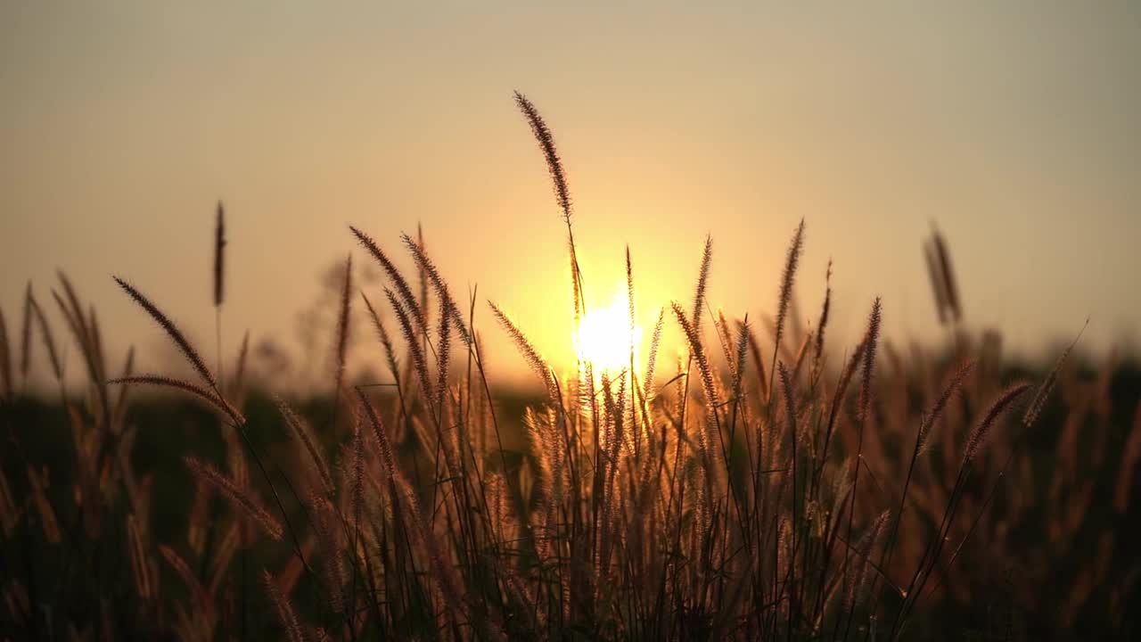 在夕阳的背景下，高大的草地剪影，在宁静的田野中捕捉到黄金时刻的温暖色调。视频下载