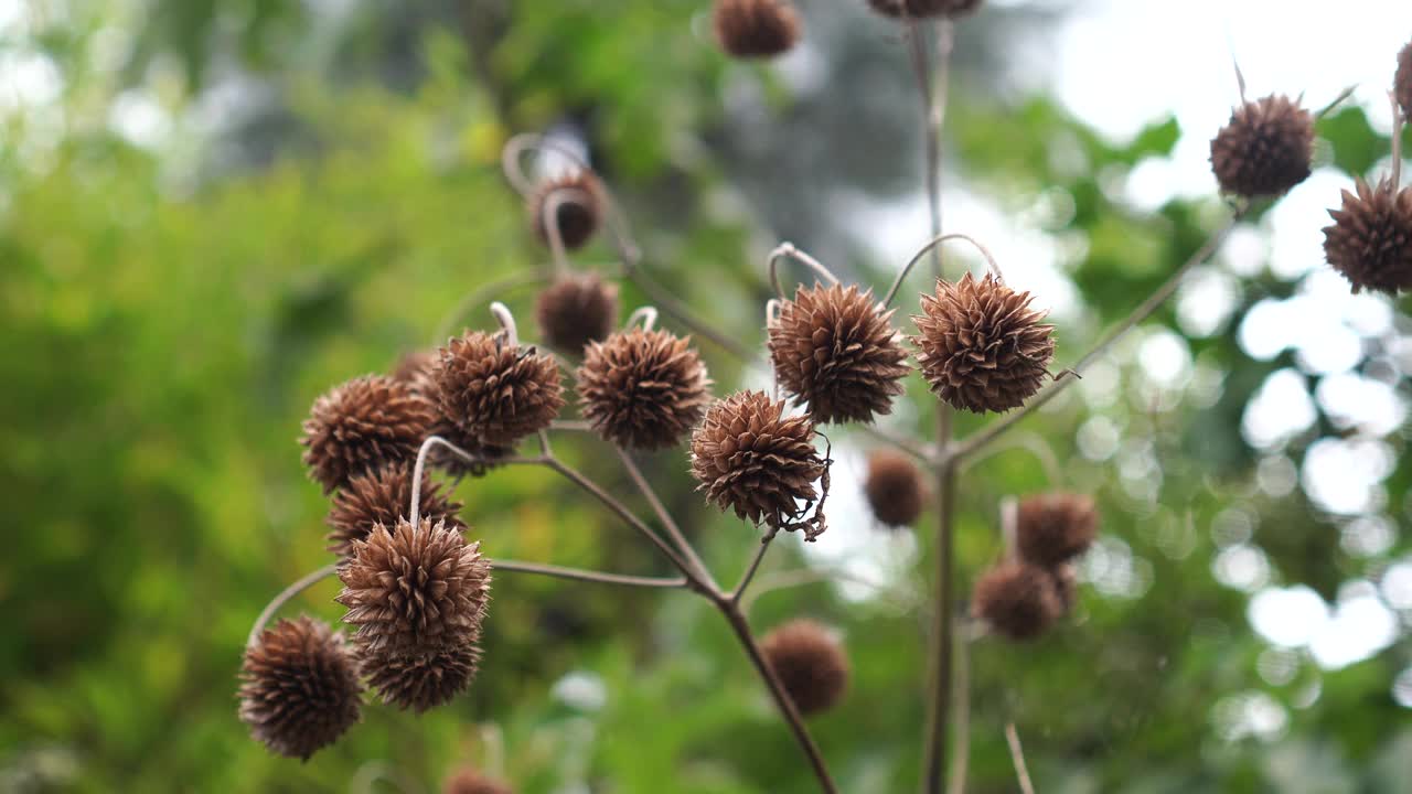 蒙大拿双羽石楠干花视频下载