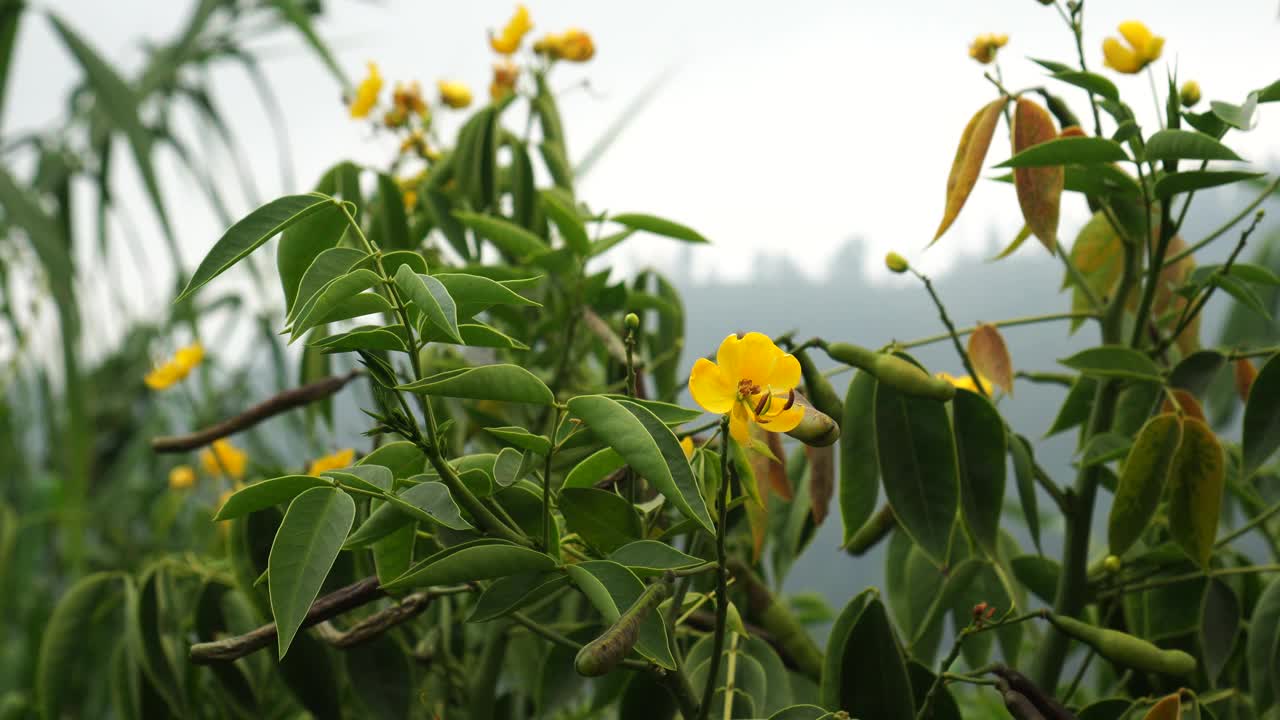 砷丛花在树上开花视频下载